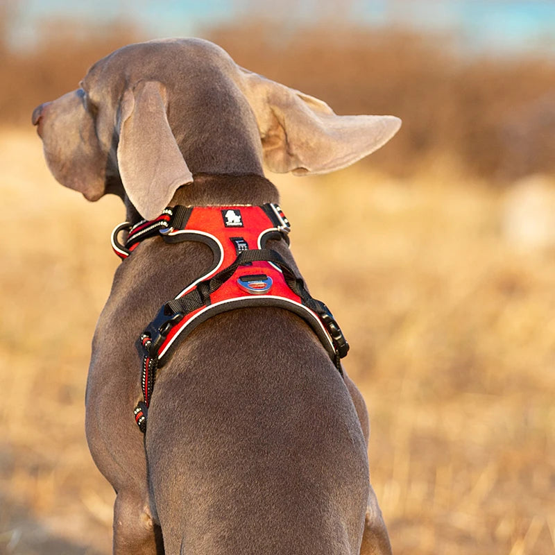 You and your dog will enjoy safer, more comfortable outings with this versatile harness that adapts to every adventure.
