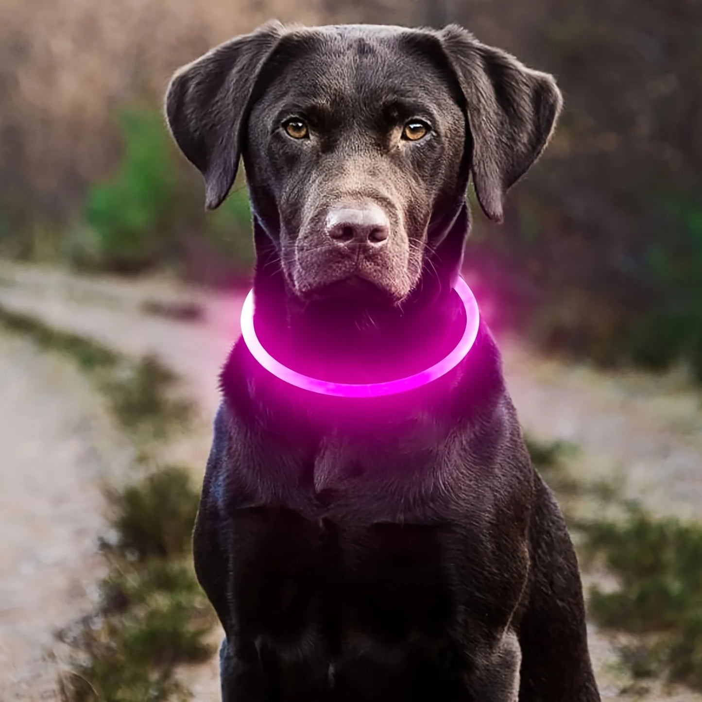 Light up your evening strolls with a versatile LED dog collar that enhances safety, makes your pup instantly visible, and adds a stylish glow to every outing.