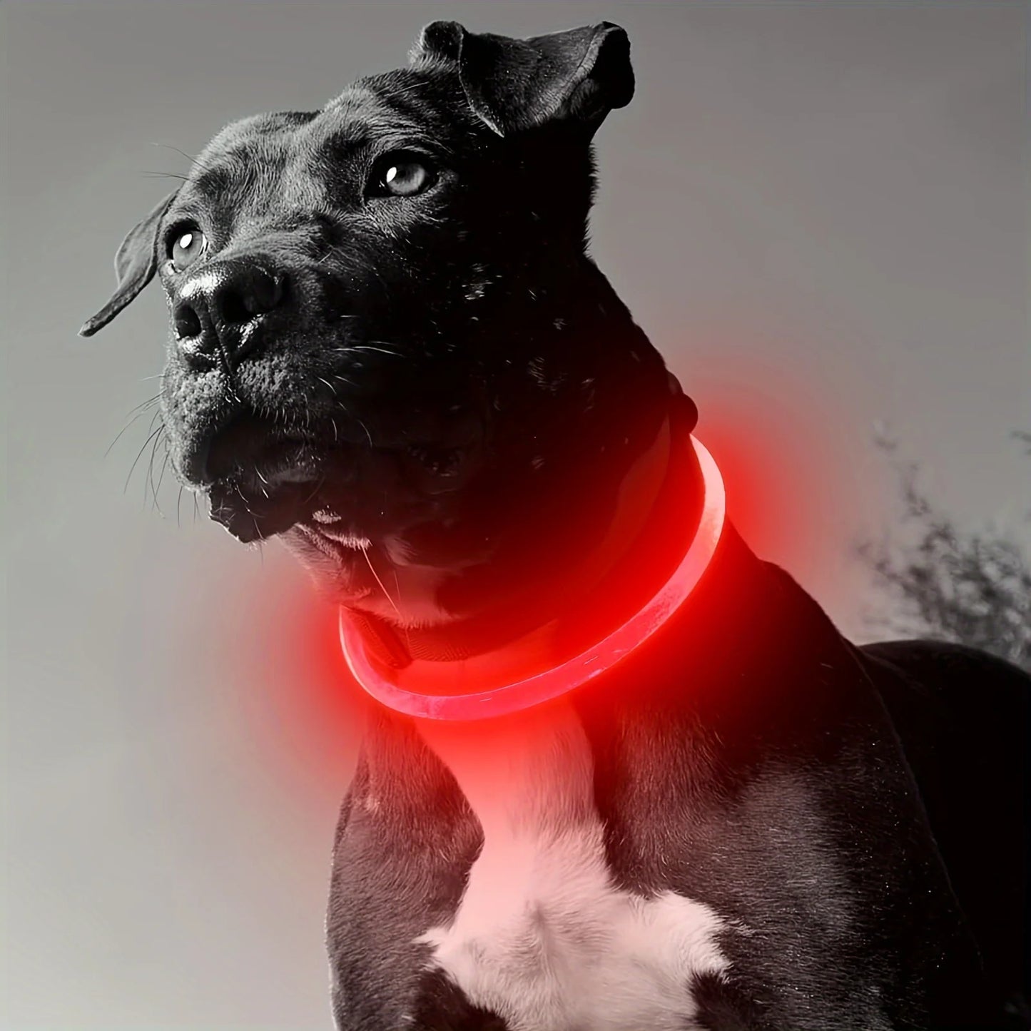 Light up your evening strolls with a versatile LED dog collar that enhances safety, makes your pup instantly visible, and adds a stylish glow to every outing.